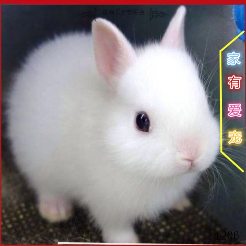 小兔子活物 宠物 白色 迷你