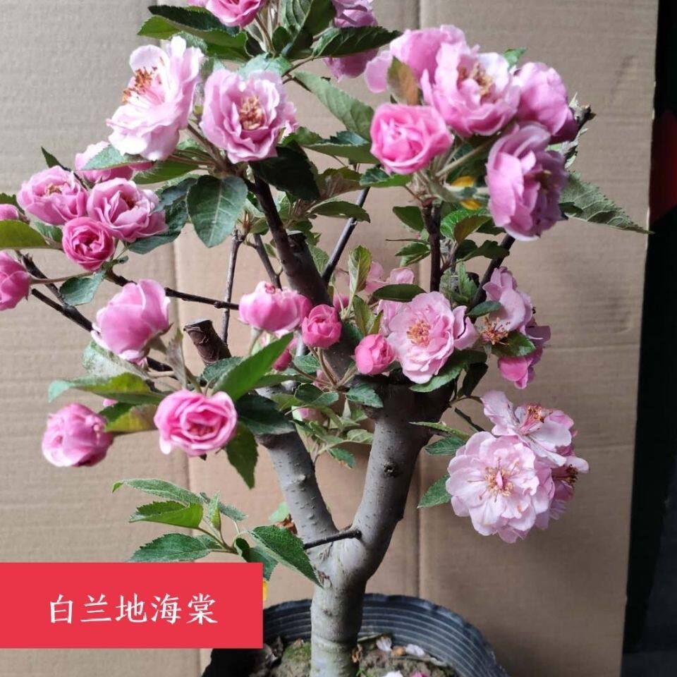 白兰地海棠花,白兰地花_大山谷图库