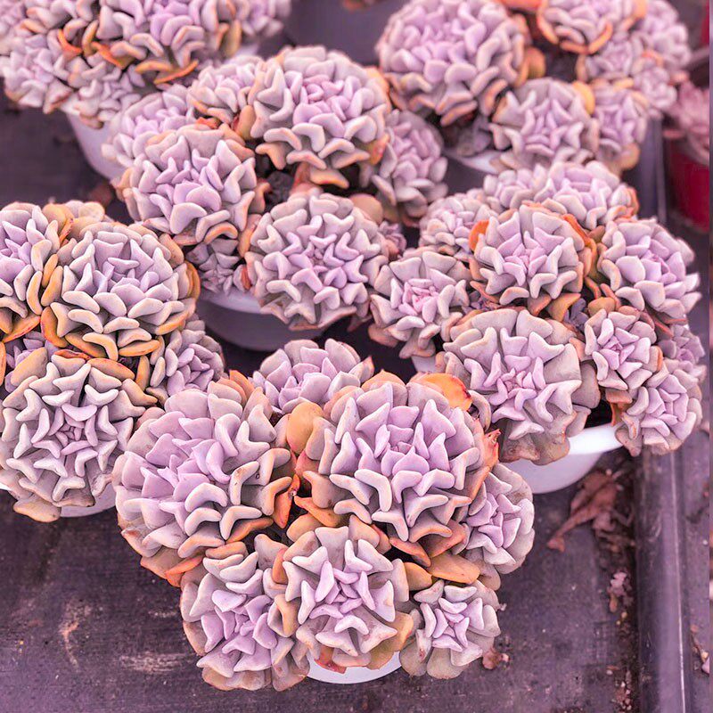 雪精灵精品贵货多肉植物稀有品种老桩肉肉花大颗好养大株盆栽罕见