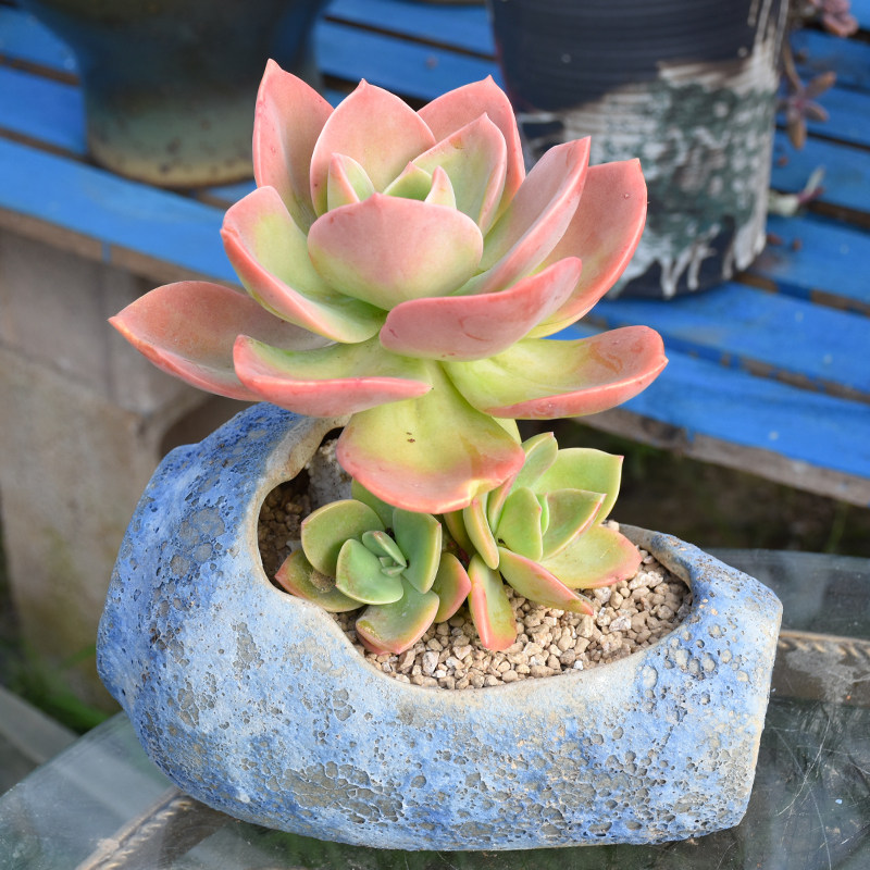 赫氏多肉植物大单头老桩稀有品种精品小贵货室内盆栽组合花卉肉肉