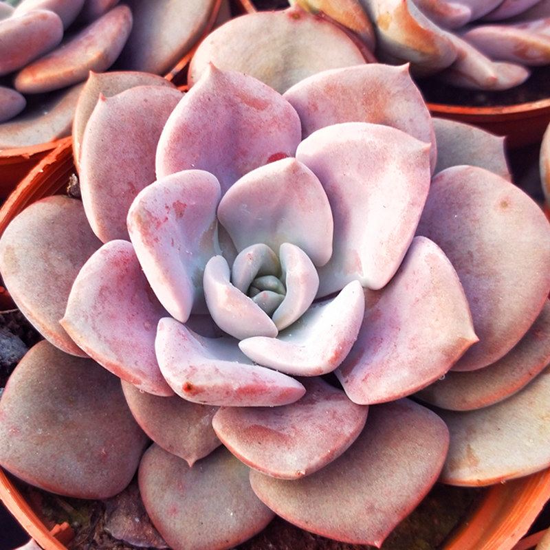 黛比多肉植物组合盆栽大盆大颗小老桩易爆盆一物一拍悬崖桩花卉肉