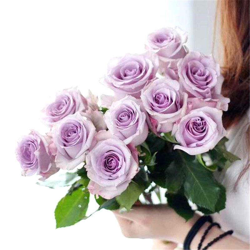 热销香水玫瑰花苗盆栽_玫瑰花苗【海洋之歌】香水切花月季苗灌木兰色