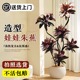 大型绿植客厅高级感紫气东来娃娃朱蕉室内大盆栽落地大号四季好养