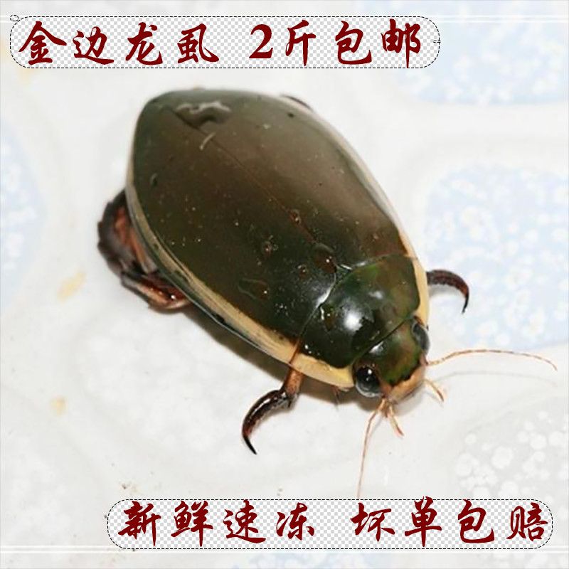 包邮2021新大金边龙虱新鲜水鳖水蟑螂活体速冻食用500g