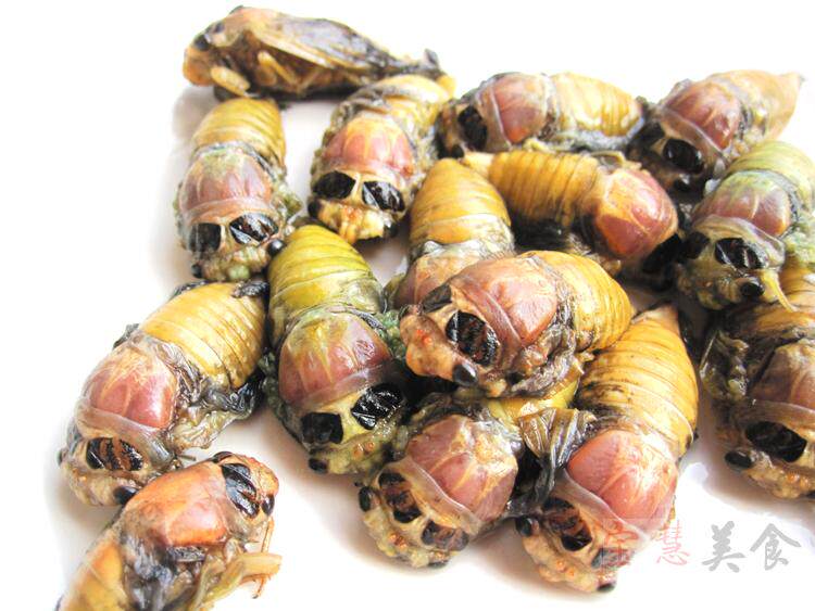 新鲜银蝉 鲜嫩 白知了 白蝉 金蝉脱壳 蝉味馋节流 嫩 150只包邮