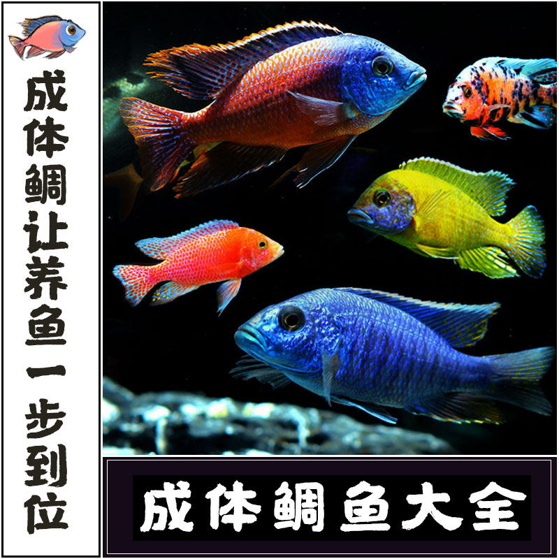 19 月销量 0领取1元券 省5元 5斤装福建特产渔家自晒赤七鱼腌制冻品