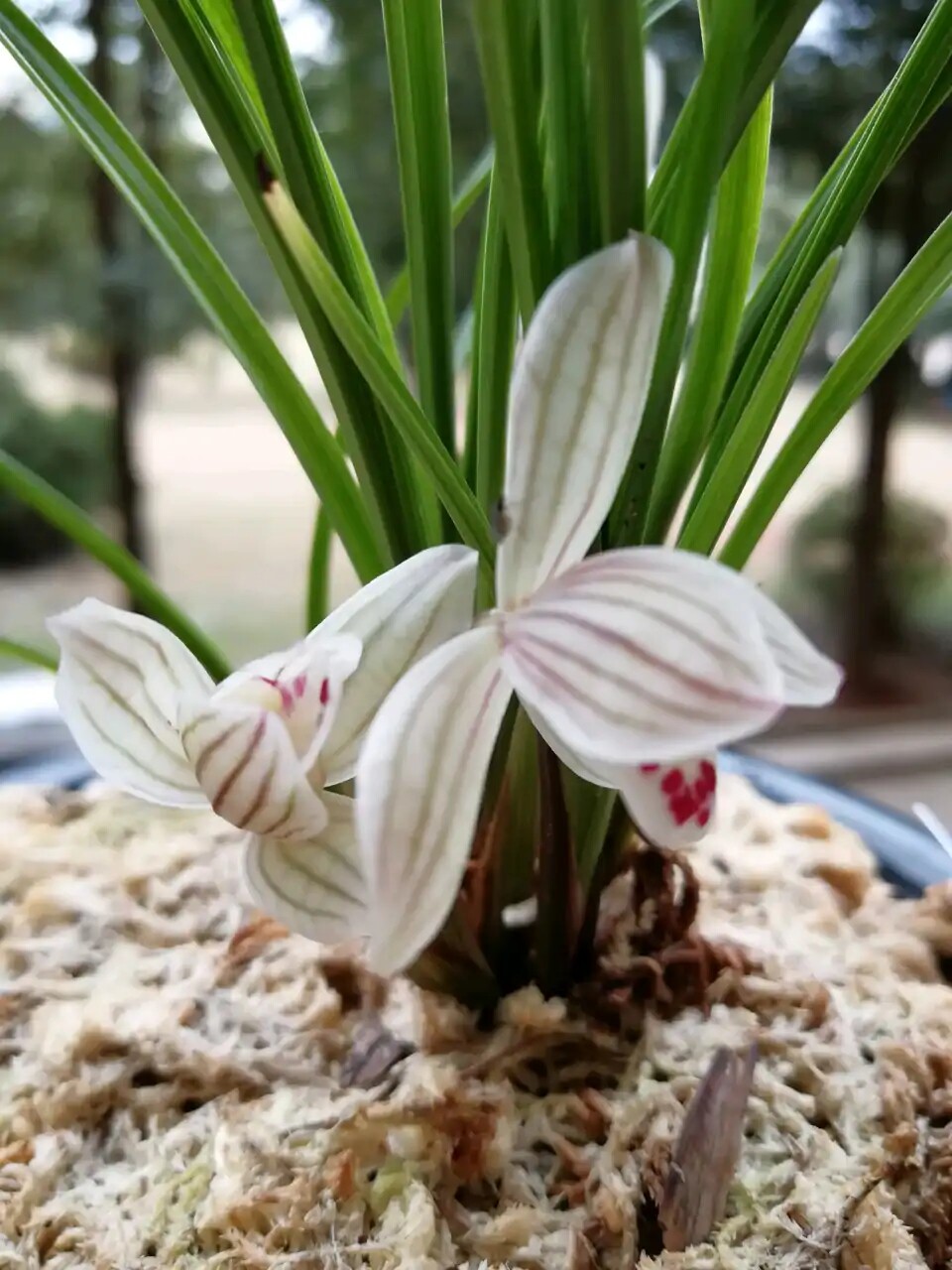 荡山荷云南莲瓣兰阳台室内花卉兰花苗美观绿植盆栽客厅花卉盆景