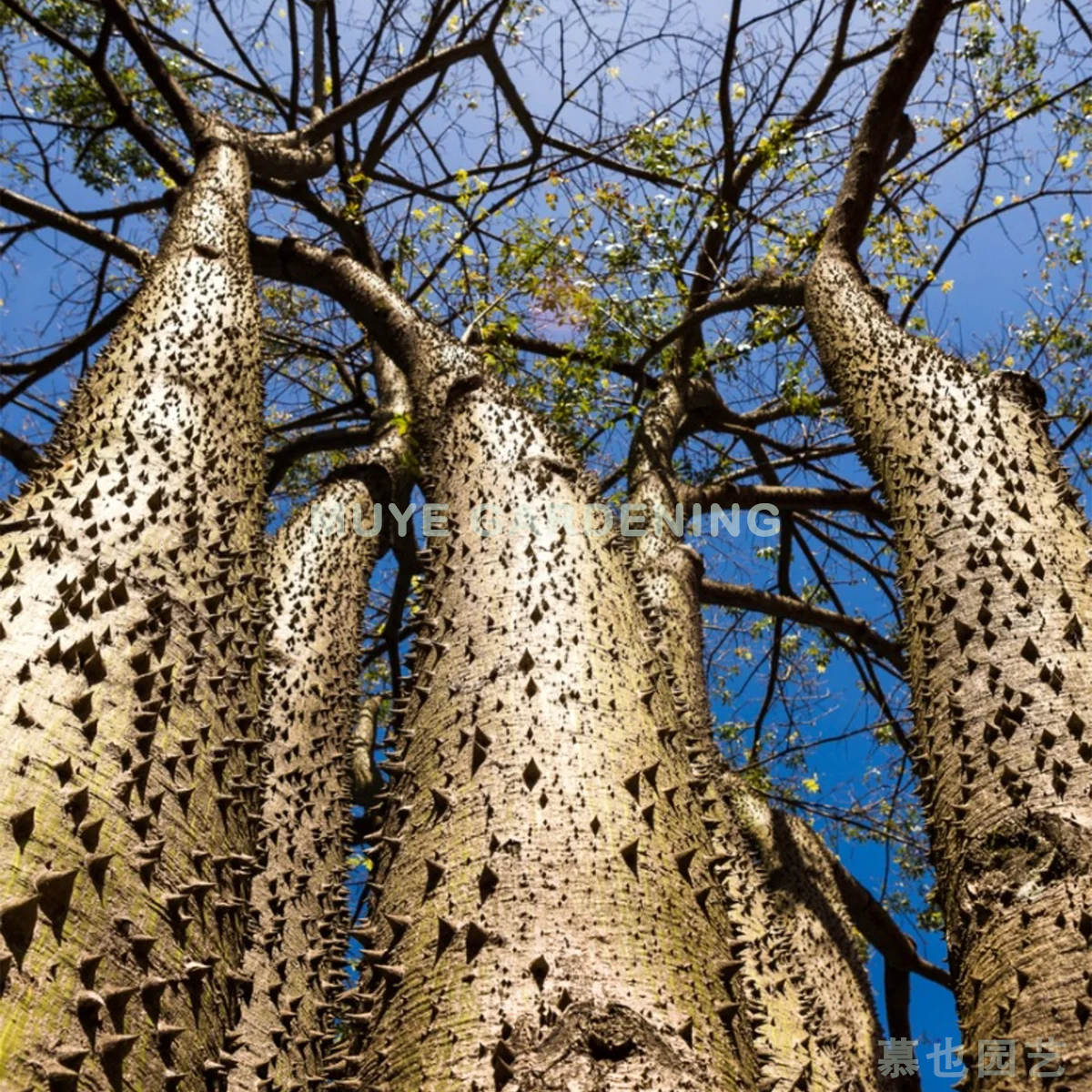 沙盒树_勒树_洋红_虎拉_胡拉木_沙盒树_猴不爬植物百科图片_培育种植
