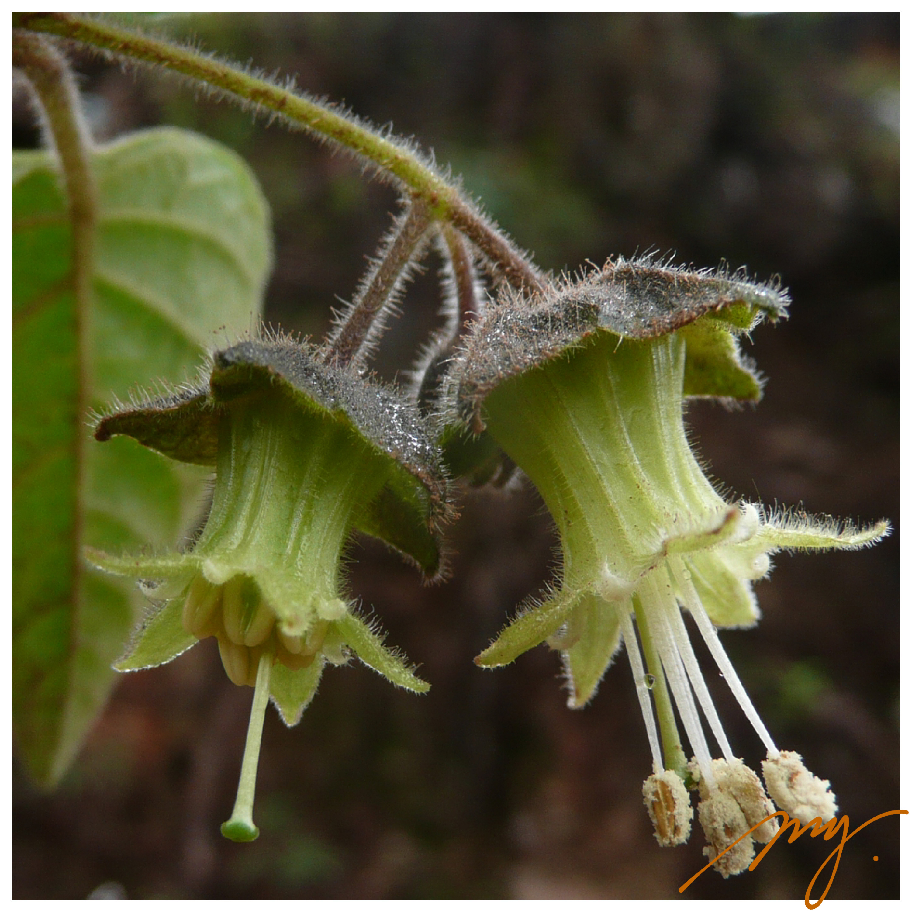 茄科植物大全图片