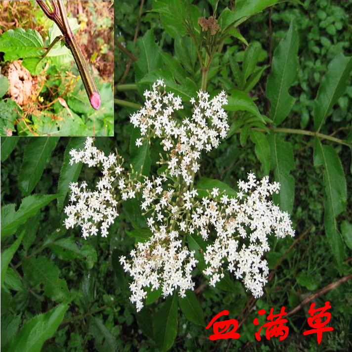 血满草接骨丹接骨木接骨草红山花