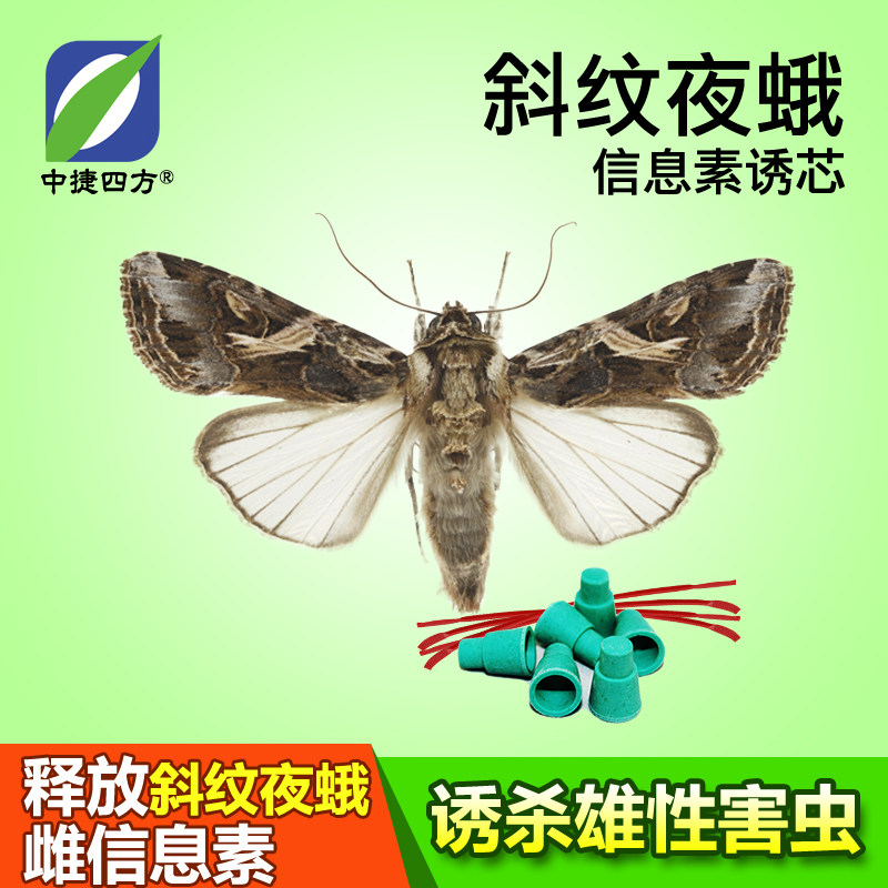 中捷四方斜纹夜蛾性诱剂诱芯信息素农用除虫蔬菜杀虫剂有机农用