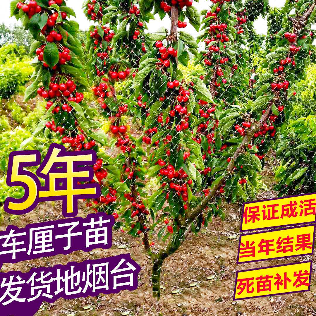 果树苗北方种大额优惠券