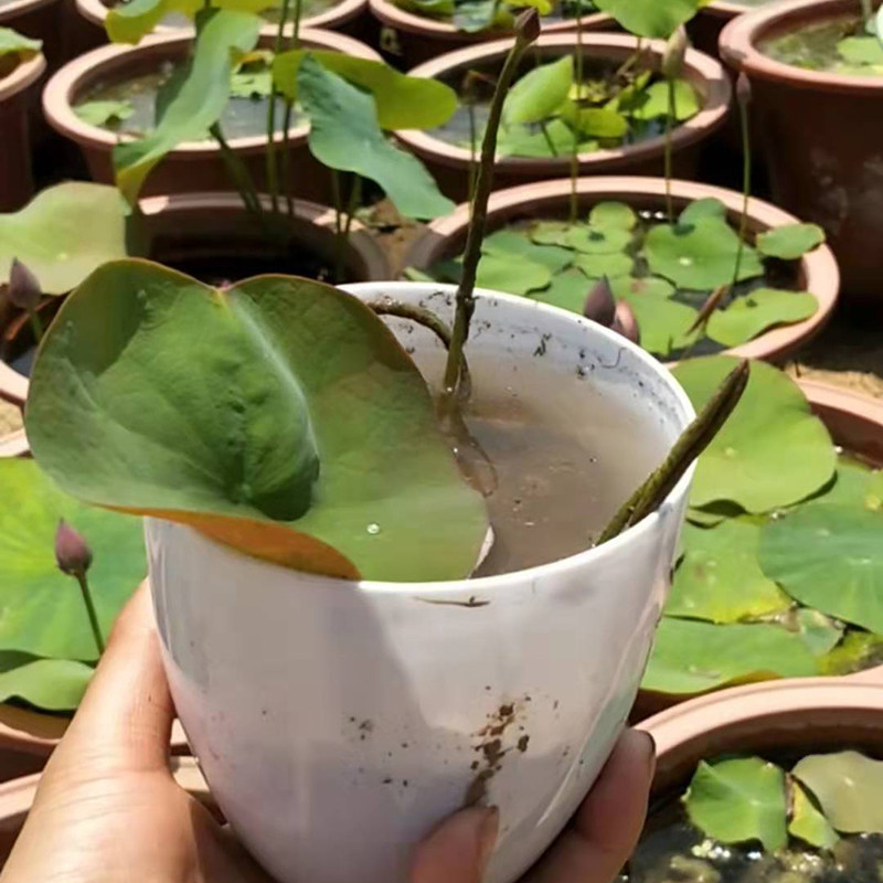 9淘宝新品大型观赏荷花种藕苗 莲藕种苗 盆栽荷花种根苗 荷花莲藕