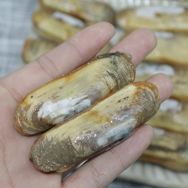 鲜活蛏子海鲜水产新鲜蛏子鲜活大海贝带泥海鲜双头蛏子海蚬刀
