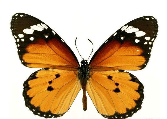 已展姿真蝴蝶标本立体教学教具幼儿园科普背景墙装饰天然可自选