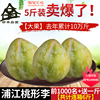 浦江特产桃形李现摘现发当季孕妇水果天然新鲜5斤大果空心脆李子 浦江特产桃形李现摘现发当季孕妇水果天然新鲜5斤大果空心脆李子