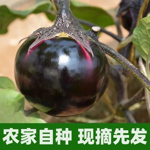 圆茄子新鲜现摘现发山东当季蔬菜紫光圆茄子农家自种黑皮圆茄子