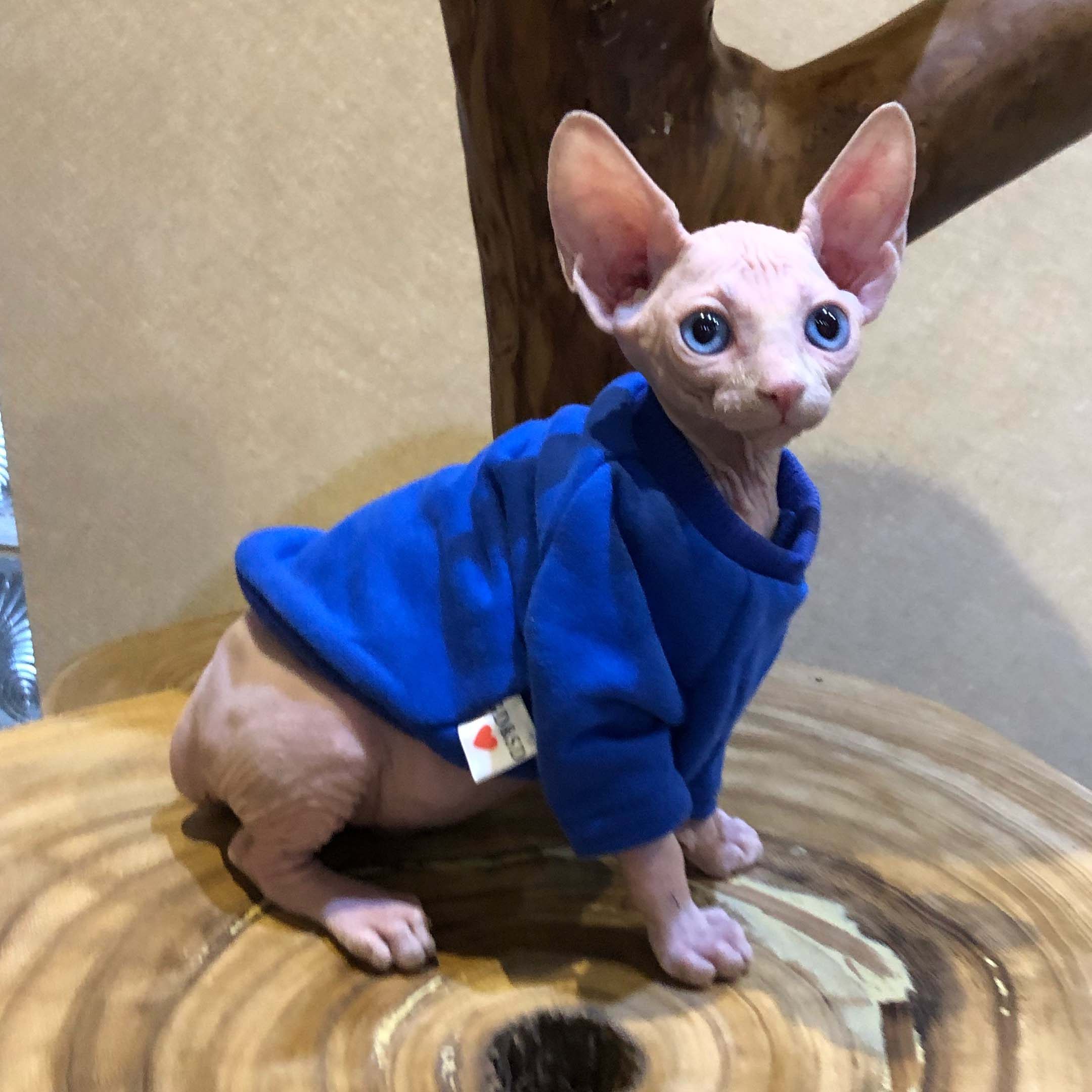 热销无毛猫_纯种加拿大斯芬克斯无毛猫活体宠物幼崽纯白蓝眼弟弟公