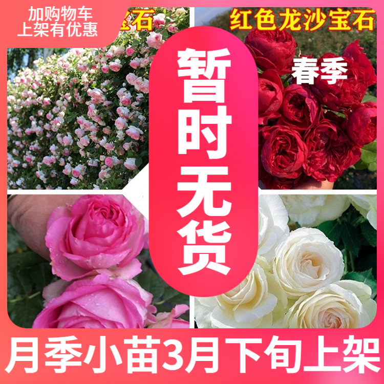 【斯基】粉色龙沙宝石/深粉龙沙/红龙/白龙爬藤本月季扦插小苗玫在类目 鲜花速递/花卉仿真/绿植园艺, 花卉/绿植盆栽(新), 花卉中 - 来自Buy2taobao.com提供专业的淘宝代购服务