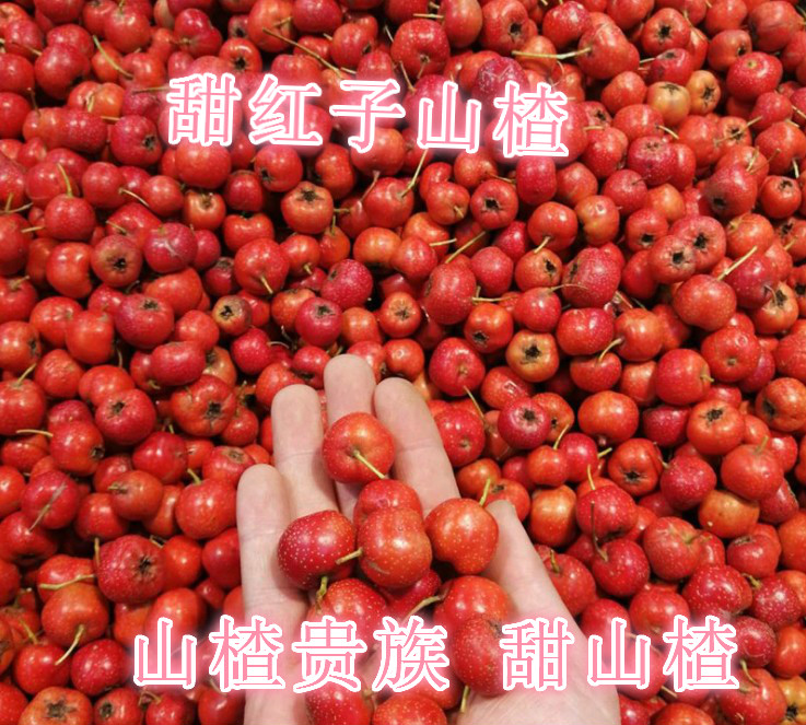 山楂果新鲜5斤