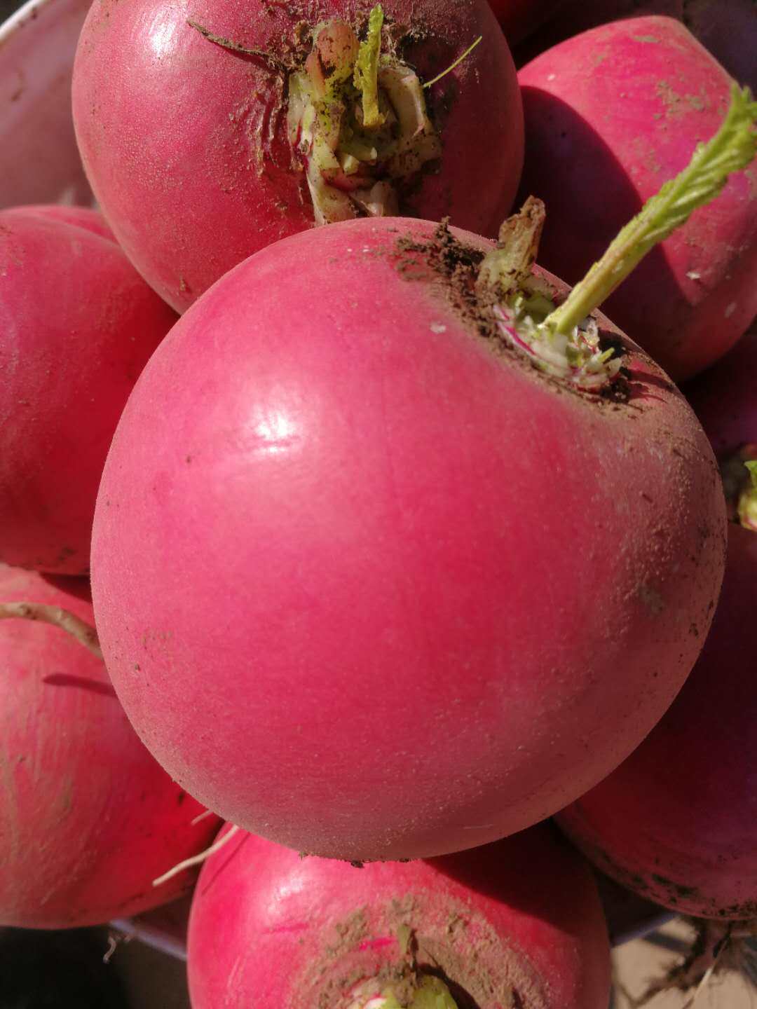 旮旯农场直供东北大红萝卜冬储菜红皮白心萝卜包馅做汤炖肉