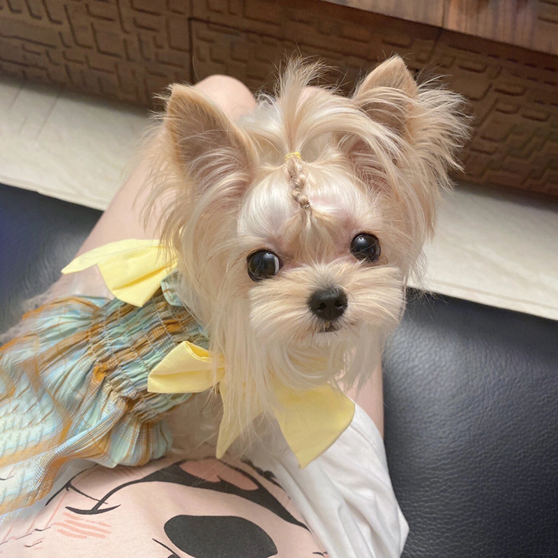 纯种赛级全金约克夏幼犬雪白银小型犬金头银背约克夏茶杯犬宠物狗