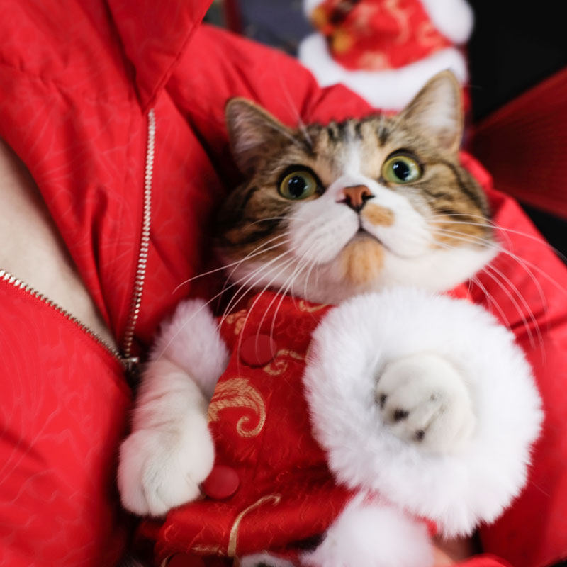猫咪衣服拜年新年汉服冬装防掉毛秋冬装可爱幼猫小奶猫猫狗狗秋装