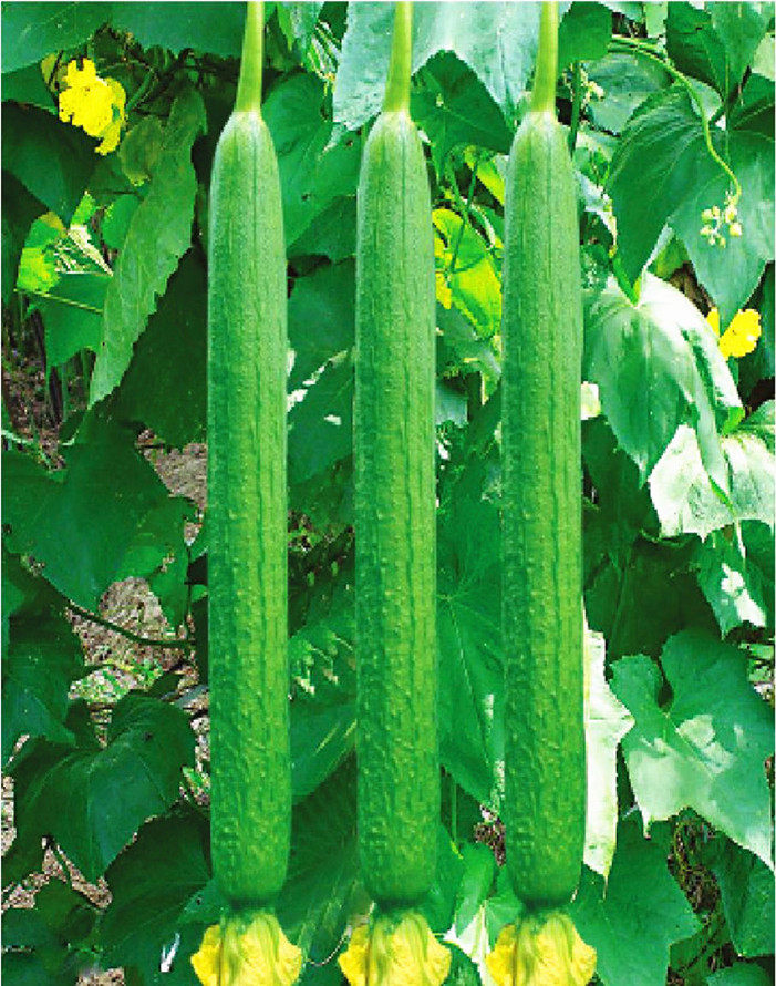 长香丝瓜种子四季播种高产肉丝瓜农家阳台盆栽春季夏季蔬菜种籽孑