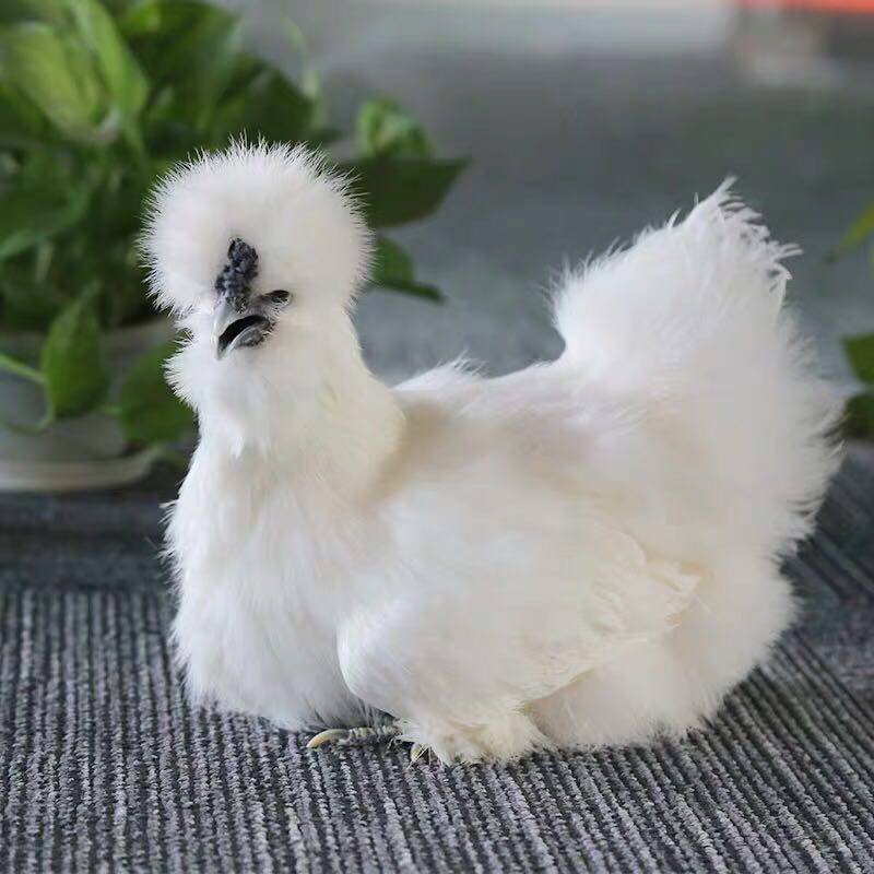 江西泰和纯种乌鸡散养两年乌骨鸡白凤现杀新鲜黑脚鸡武山鸡月子鸡