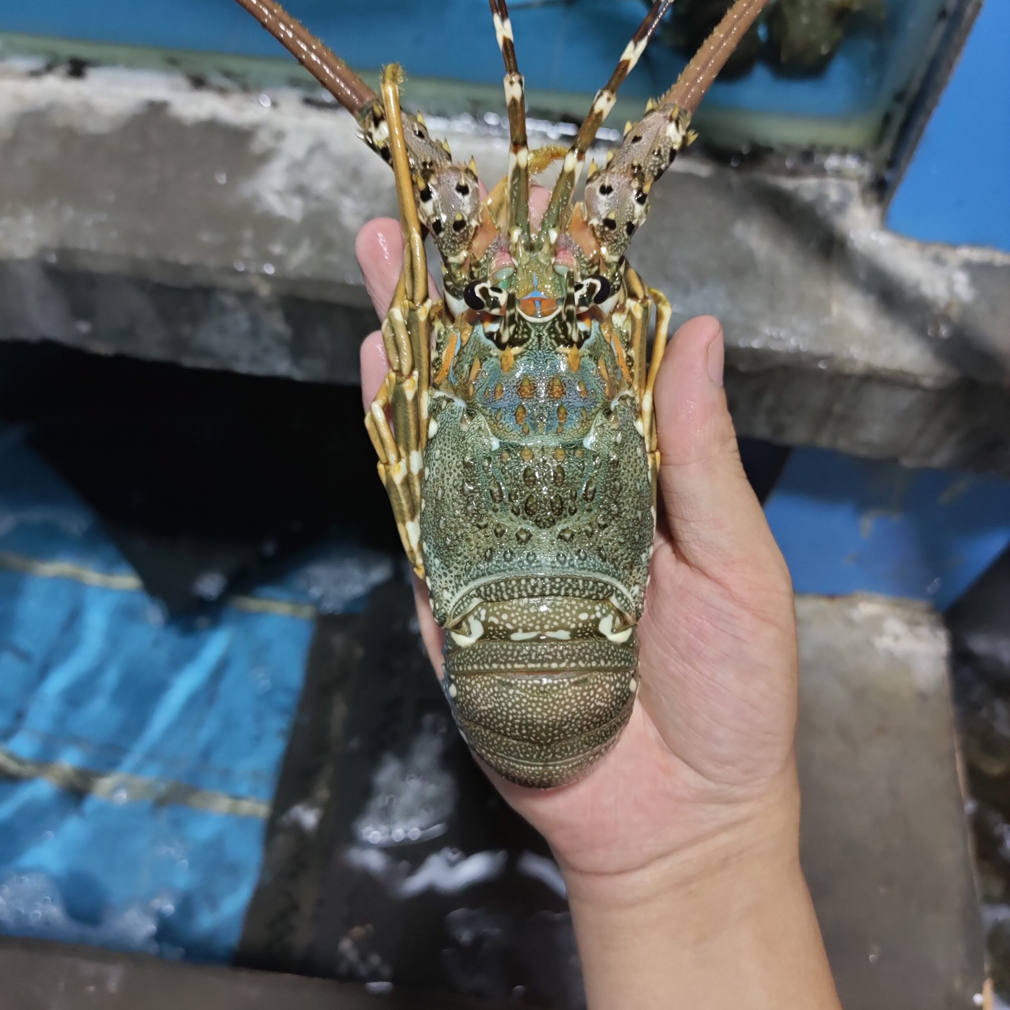 鲜活小青龙虾海鲜水产特大澳洲青龙虾深海虾澳深海大虾1斤2-3只好不好
