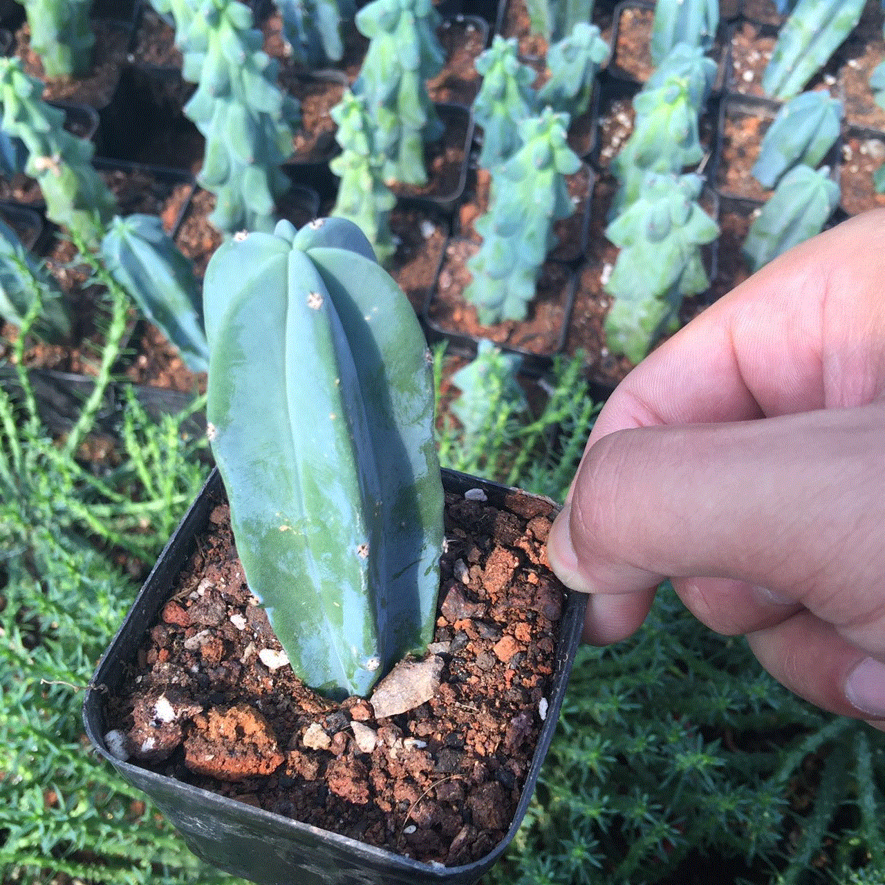 仙人柱墨西哥龙神木仙人掌进口多肉客厅植物大嫁接龙神木盆栽包邮