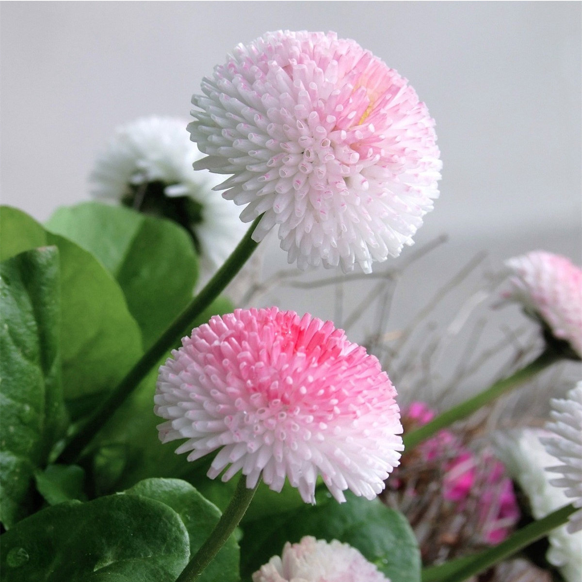 丝瓣重瓣雏菊小苗塔苏拉丁舞进口新品种秋冬春阳台庭院小花苗预卖