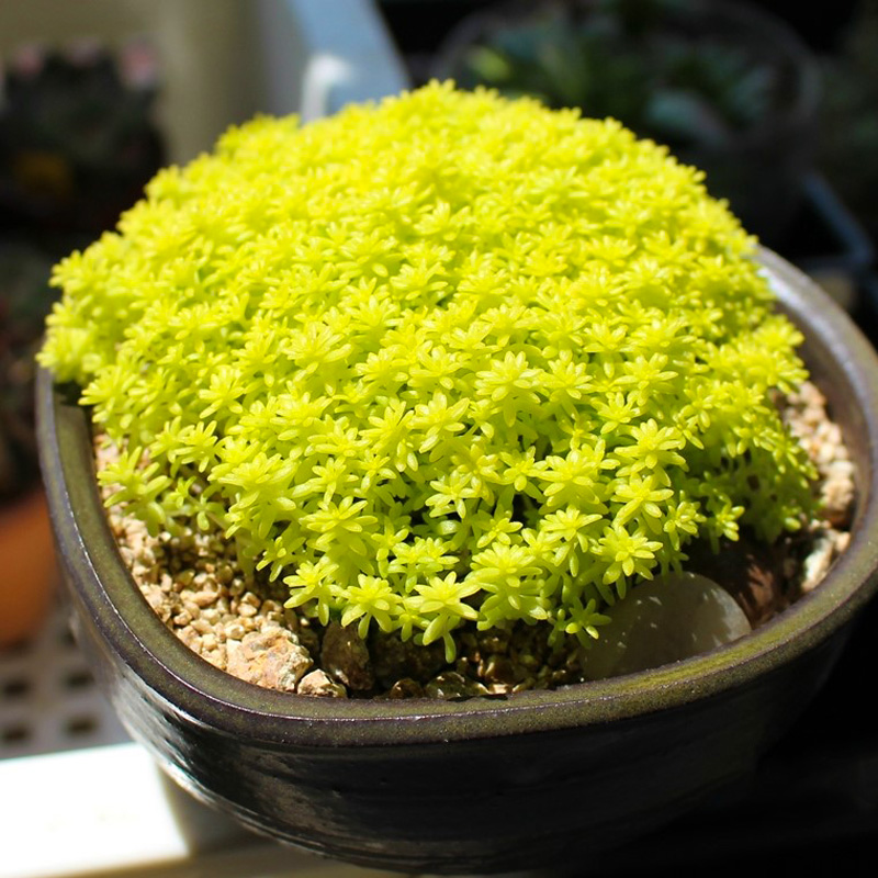 黄金万年草薄雪万年草肉肉植物多肉组合贵货稀有大颗盆栽绿植多头