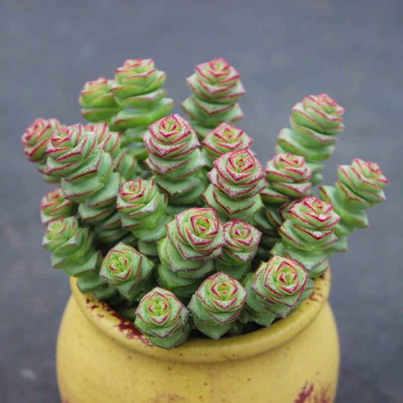 多肉植物组合盆栽绿植花卉钱串特价清仓大颗带盆老桩群生多头肉肉