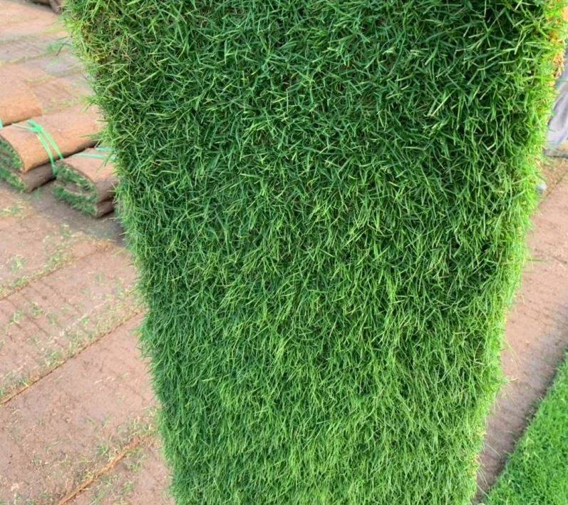 绿植草坪草皮真草坪带泥土果岭草四季青地毯草剪股颖带土庭院绿化