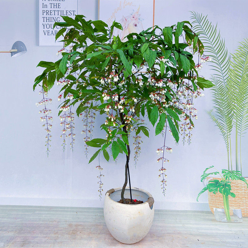 垂丝茉莉花盆栽垂枝茉莉新品泰国进口白玉蝴蝶开花清香垂茉莉大苗