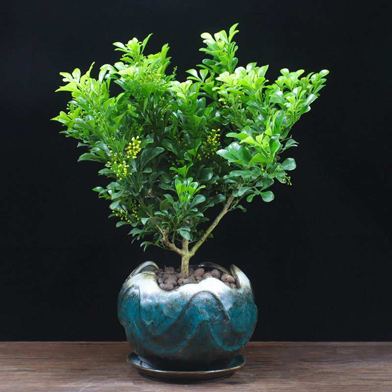米兰花盆栽驱蚊植物室内四季常青阳台盆景吸甲醛桌面绿植庭院花卉
