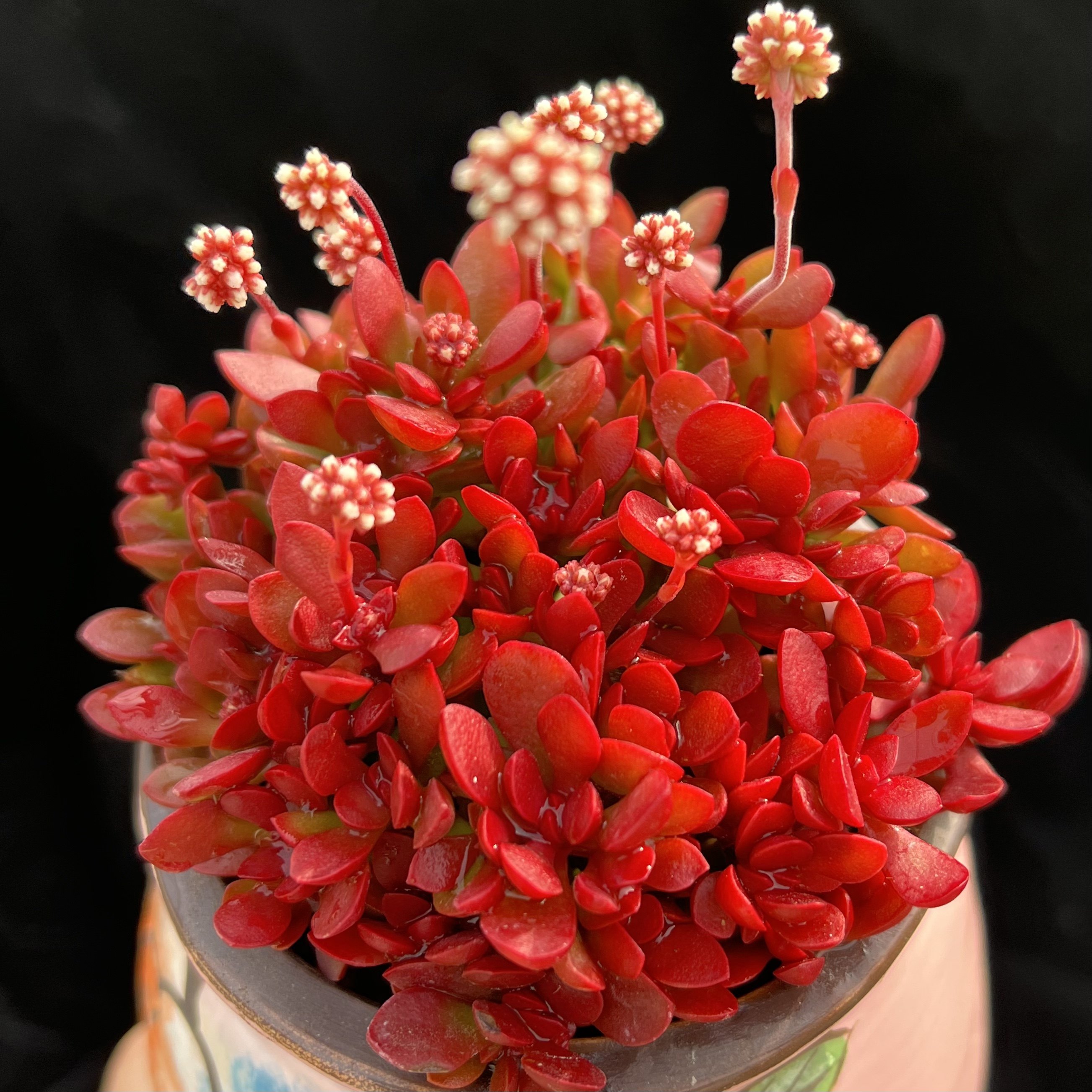 【红稚儿爆盆】彤红彤红开花多肉植物盆栽开花红色火焰景天阳台