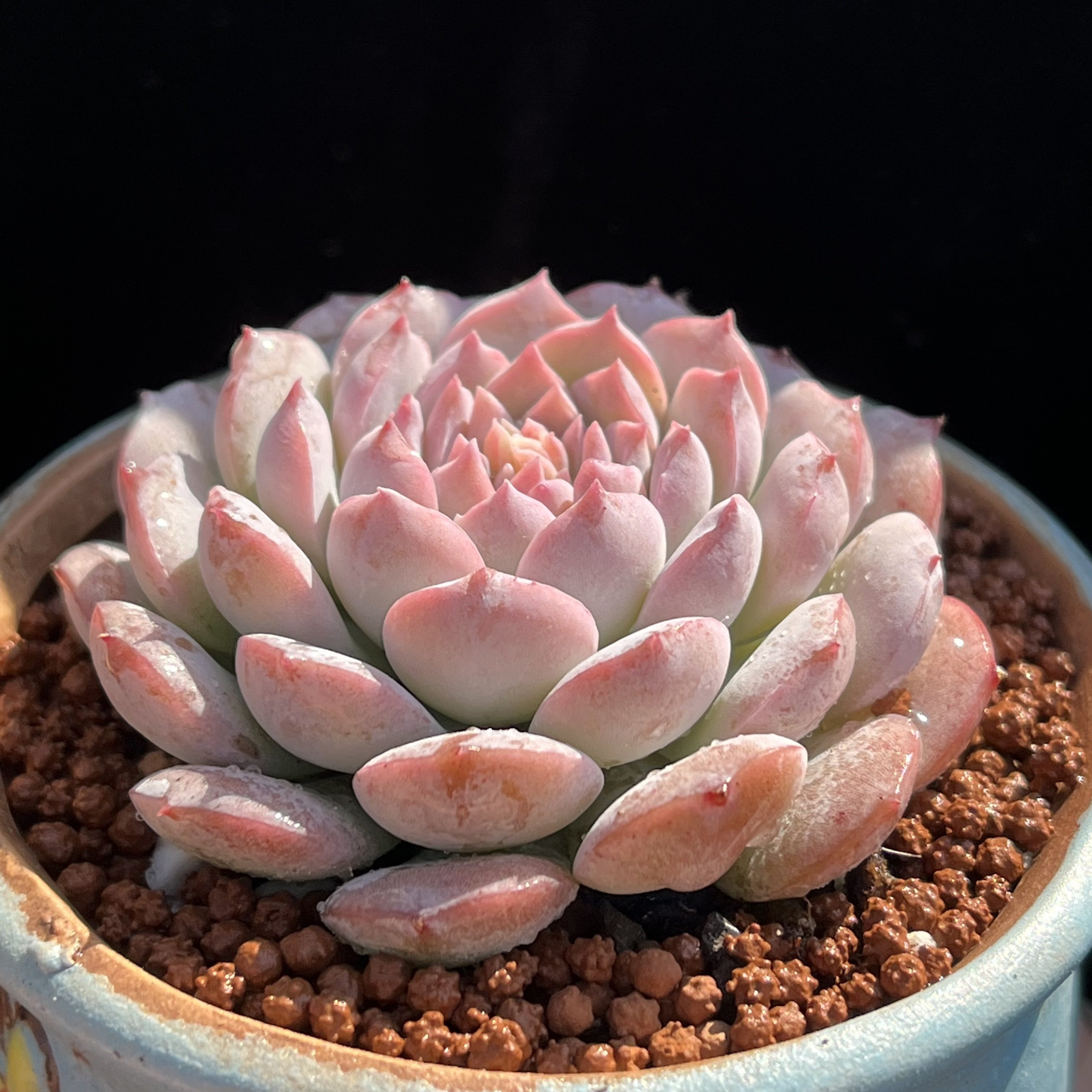 80淘宝新品恩宠多肉老桩糖心正版格瑞斯一物一拍超大包邮含盆带土绿植