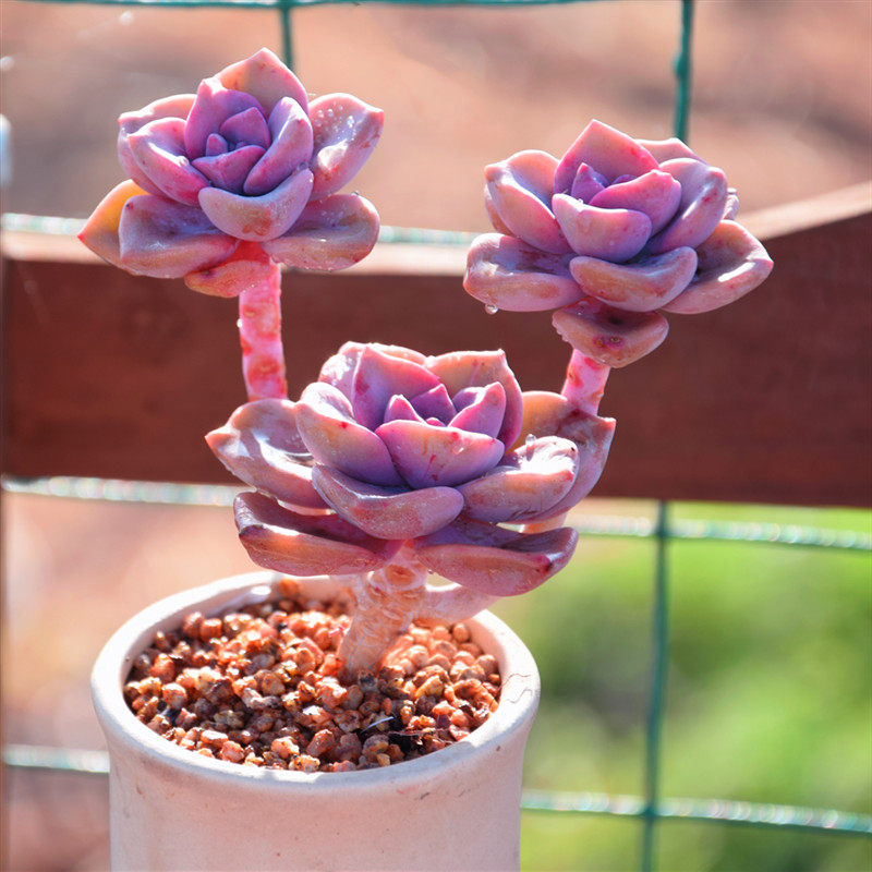 彩虹糖多肉包邮大额优惠券