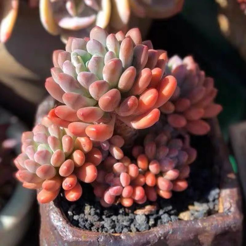 【木糖醇】肥美粉色群生多肉粉黛克洛伊稀有多肉植物盆栽花卉阳台