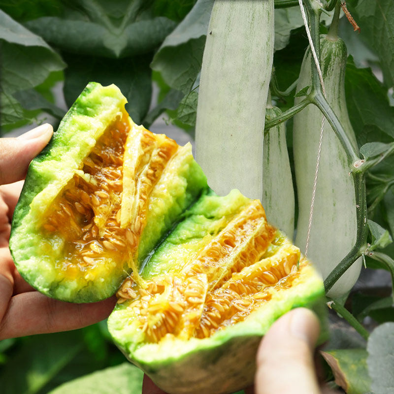 甜瓜种