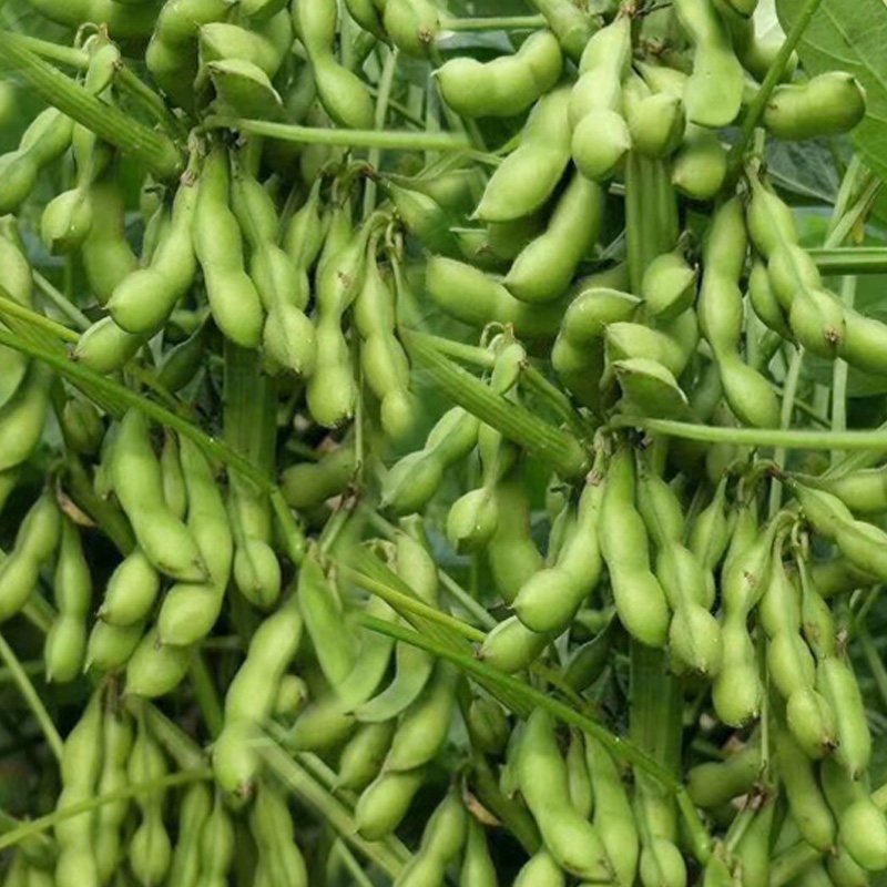 毛豆种子种籽孑黄豆大豆高产四季豆种大全早熟大粒菜种中熟老品种