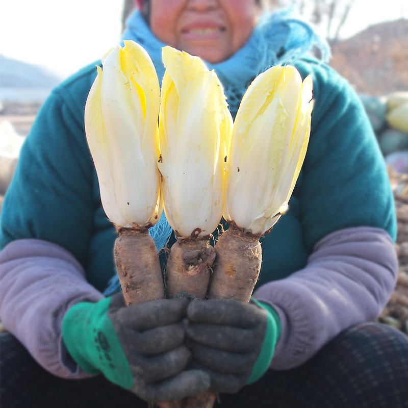 金玉兰菜种软化菊苣种子种籽孑根菜籽苗根种蔬菜 菜苗四季菜根 红