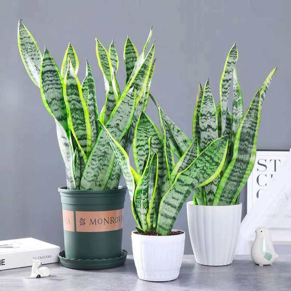 金边虎皮兰(金边虎皮兰和白玉虎皮兰哪个好)