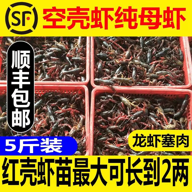 3斤小龙虾苗非抱籽虾活虾龙虾塞肉空头虾无肉红虾苗烧烤稻田空壳