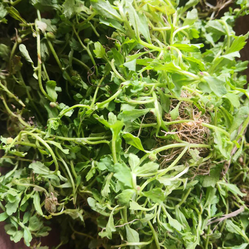 特价秒杀天然野生新鲜鹅不食草汁滴鼻中草药鹅仔不吃草食胡荽满天