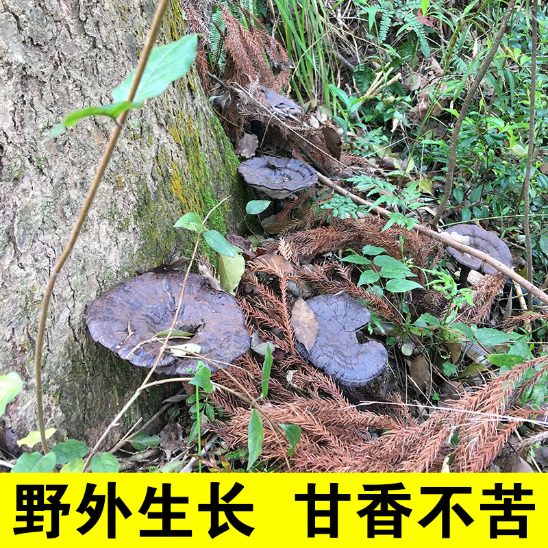 灵芝仿野生整枝可切片广东深山紫林芝