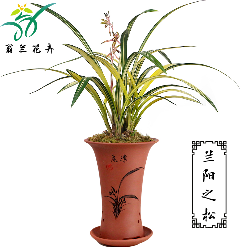 墨兰兰阳之松翁源兰花特金奖叶艺黄中透带有覆轮绿植物兰花苗