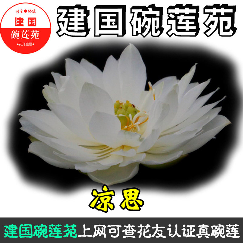 杏黄中小型碗莲种藕苗荷花盆栽莲花水培观赏植物建国碗莲苑